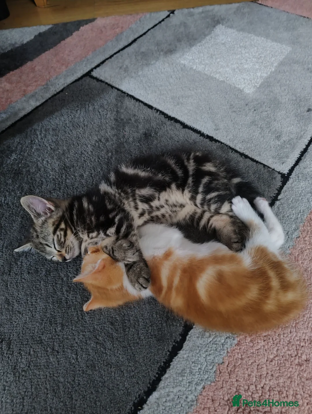 Mixed Breed cats for sale: We are 4 playful and beautiful kittens. in High Wycombe - Advert 10
