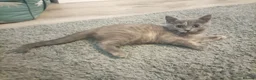 British Shorthair cats for sale: Stunning short haired kittens  - Advert 4