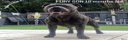 Staffordshire Bull Terrier dogs for stud: *ULTIMATE STUD PACKAGE DEAL*KING FURY BEST UK BLUE in Manchester - Advert 8