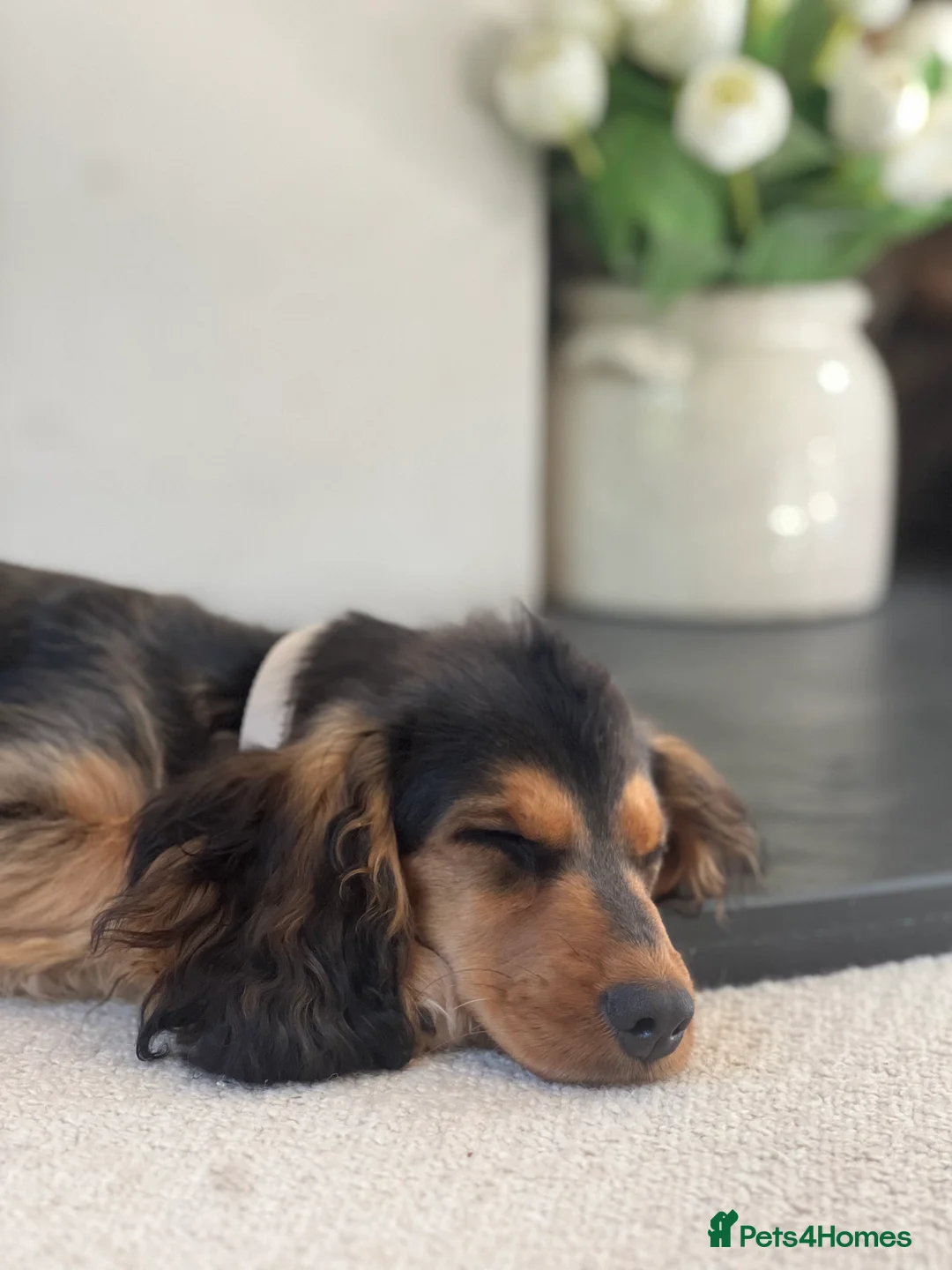 Cocker Spaniel dogs for sale: 10 Month Old Female Cocker Spaniel Puppy  in Haslemere - Advert 2