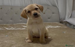 Labrador Retriever dogs for sale: Beautiful Labrador retrievers - Advert 9