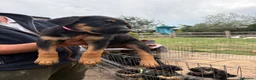 Mixed Breed dogs for sale: Adorable Rottweiler cross German shepherd puppies - Advert 6