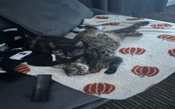 Mixed Breed cats for sale: 2 gorgeous girls tabby and tortoise shell - Image 2