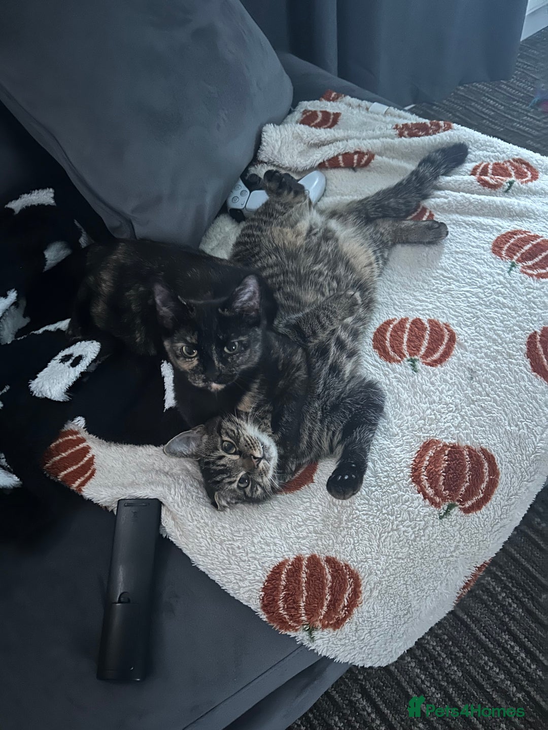Mixed Breed cats for sale: 2 gorgeous girls tabby and tortoise shell - Image 2