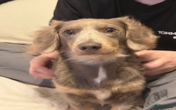 Miniature Dachshund dogs for sale: Miniature dachshund  - Image 2