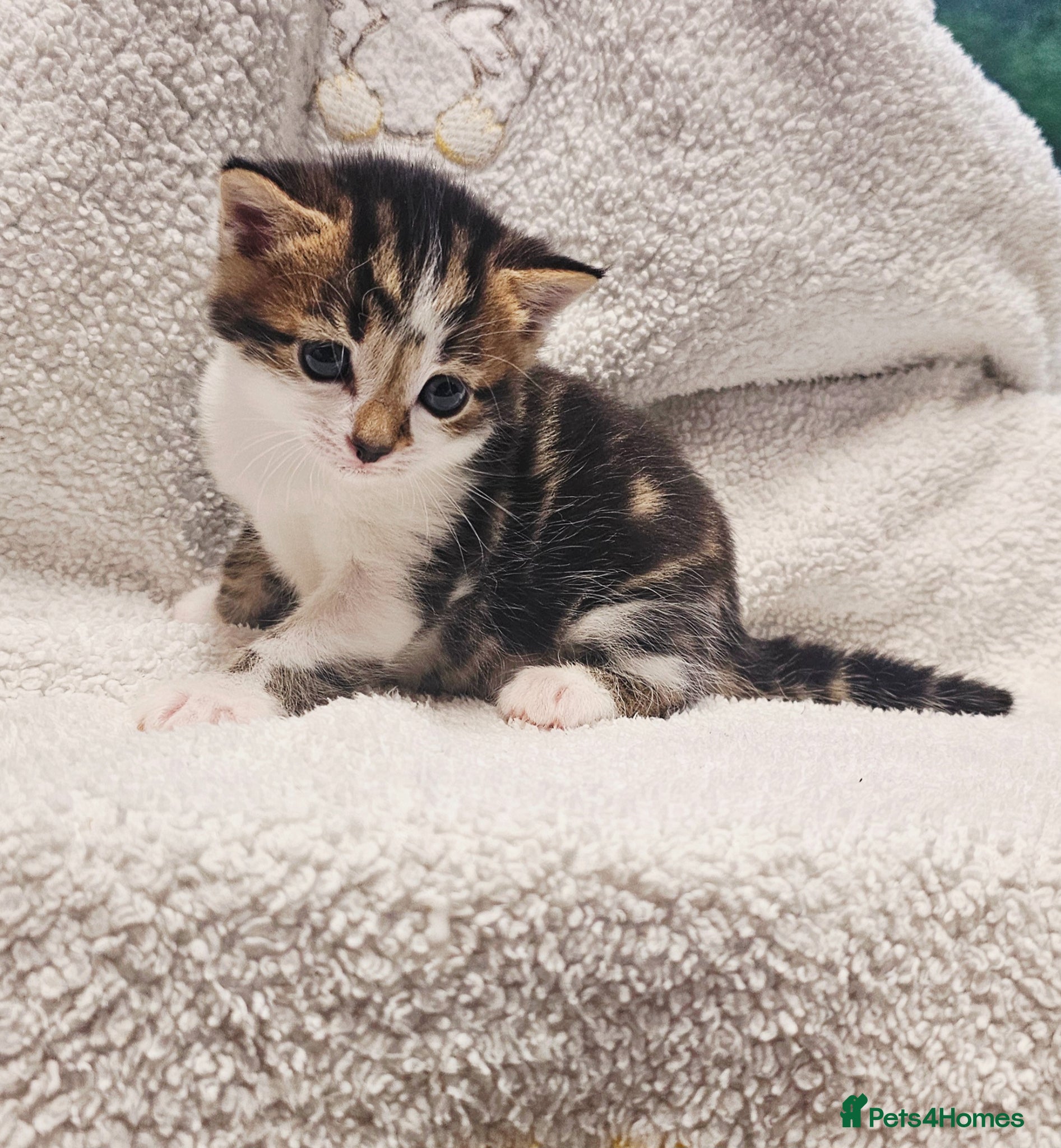 Mixed Breed cats 3 Gorgeous Kittens - Advert 5