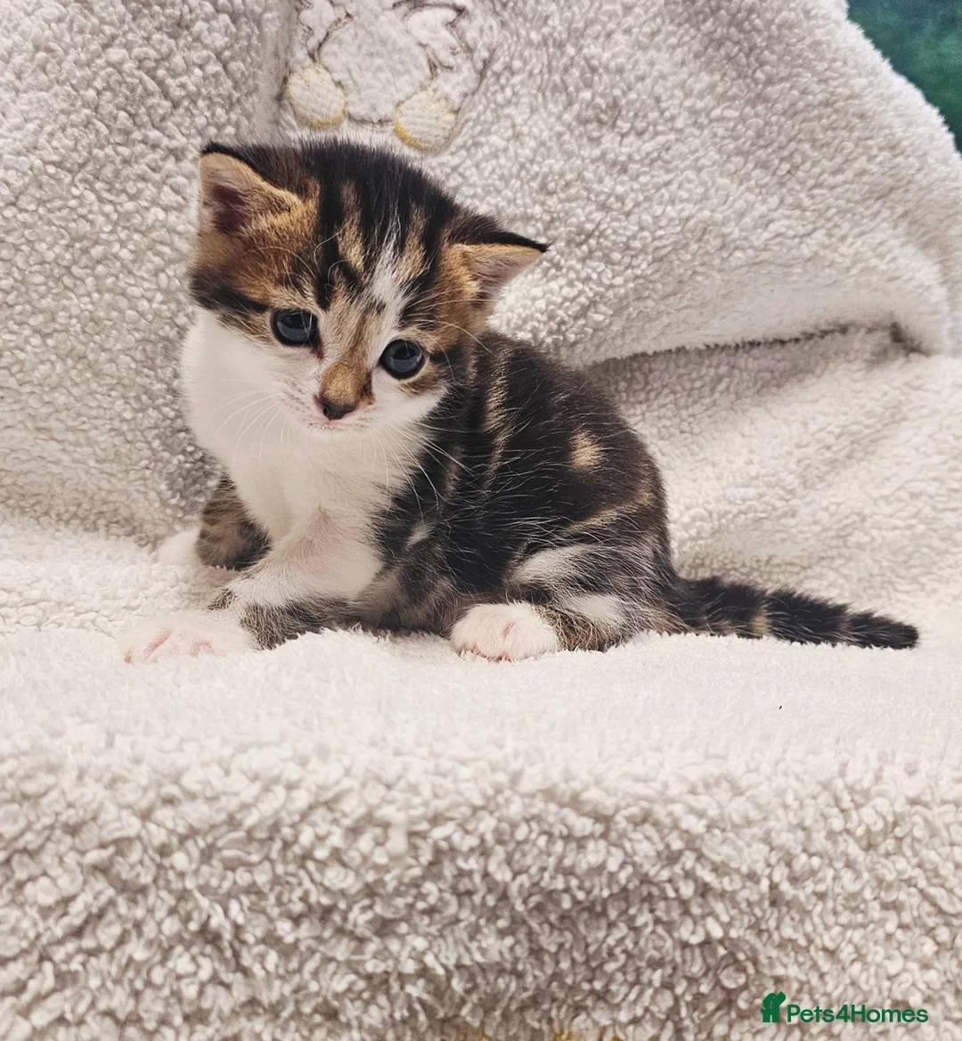 Mixed Breed cats for sale: 3 Gorgeous Kittens - Advert 1