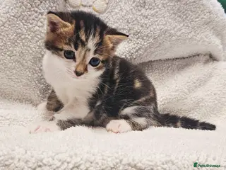 Mixed Breed cats 3 Gorgeous Kittens - Advert 4