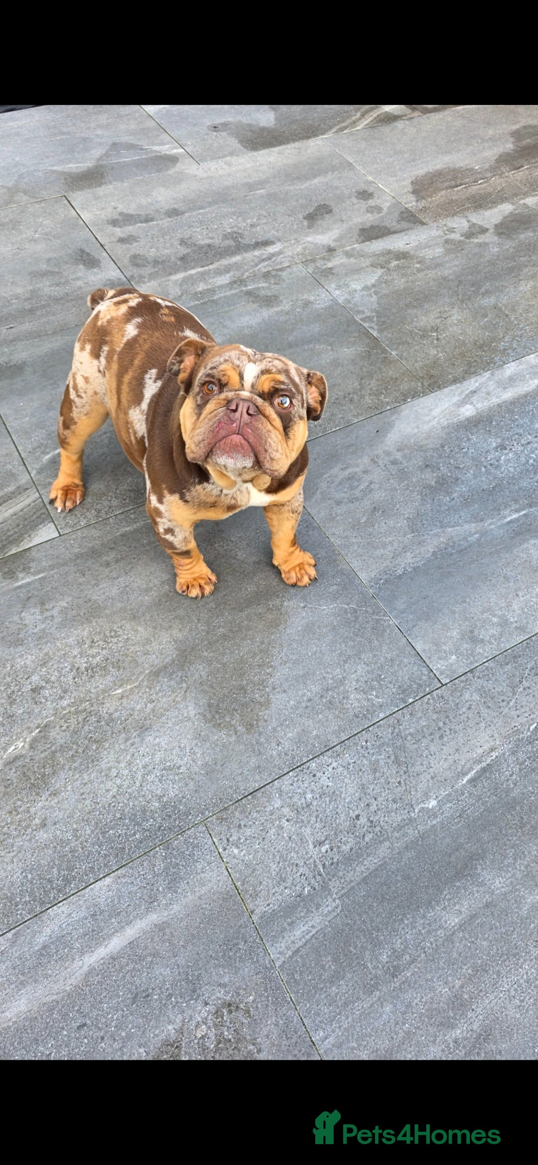 English Bulldog dogs for sale: Choc merle english bulldog female - Advert 2