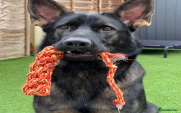 German Shepherd dogs for sale: Female German Shepherd - working line - Advert 15