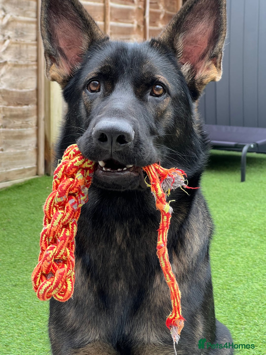 German Shepherd dogs for sale: Female German Shepherd - working line - Advert 15