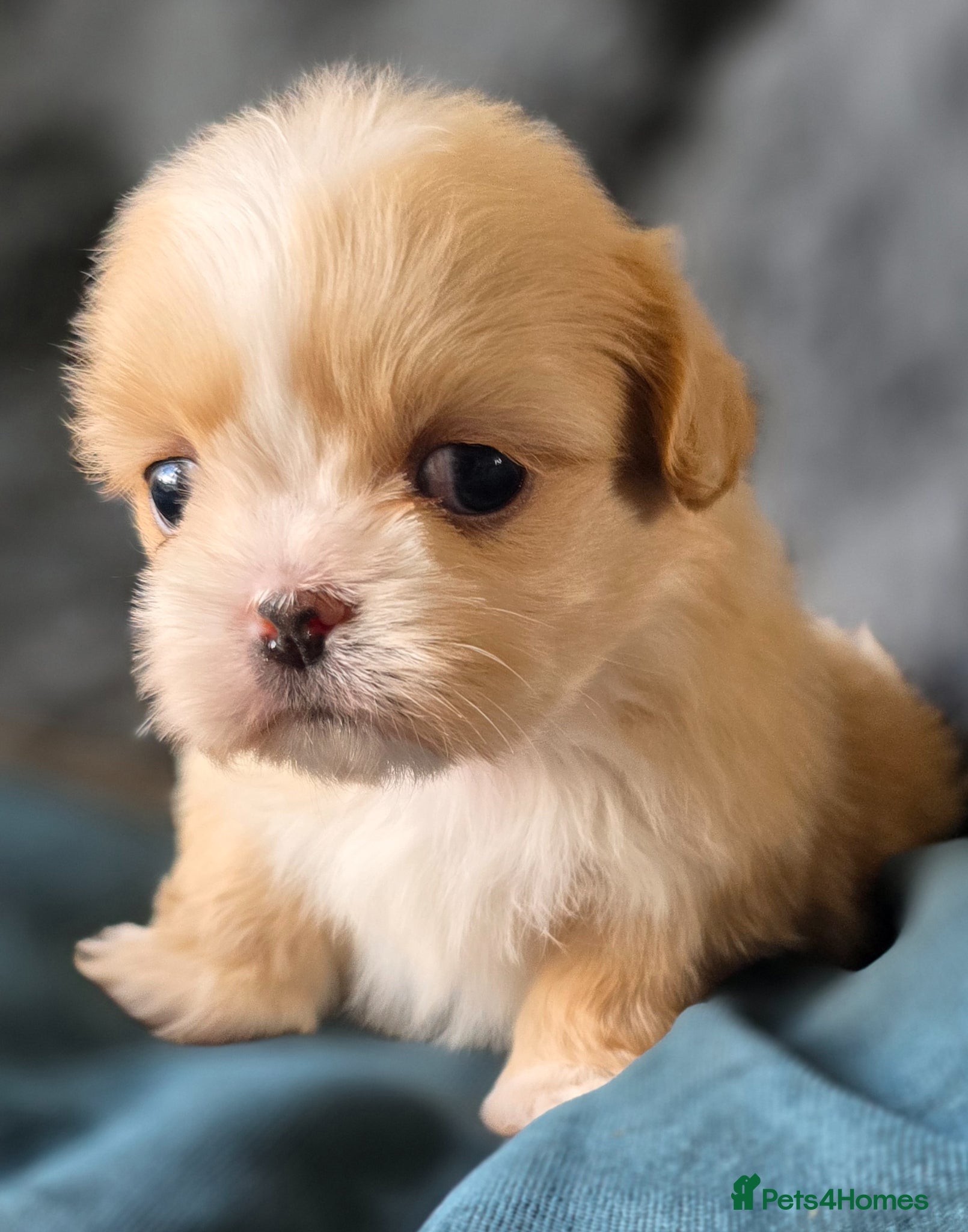 Shih Tzu dogs stunning KC Reg Imperial shih tzu s - Advert 1