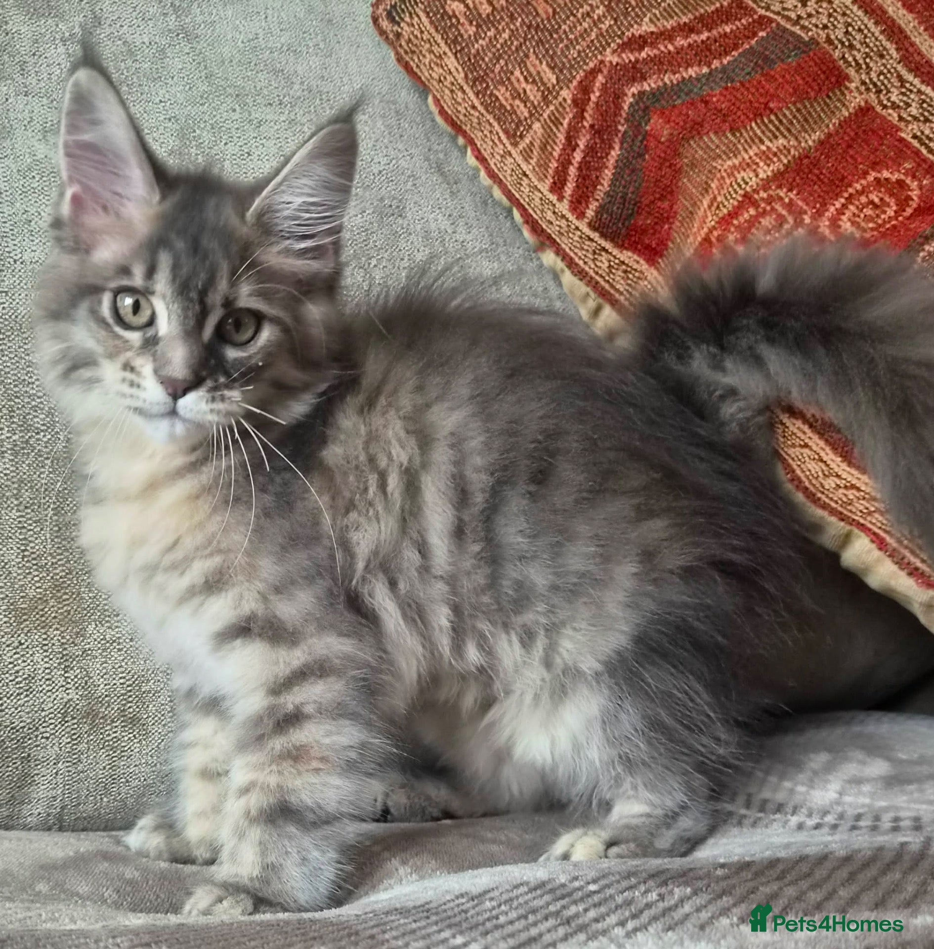 Maine Coon cats 🔥 CHAMPION RUSSIAN LINE XXL MAINE COON — EMBER 🔥 - Advert 17