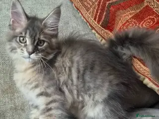 Maine Coon cats 🔥 CHAMPION RUSSIAN LINE XXL MAINE COON — EMBER 🔥 - Advert 17