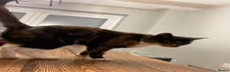 Mixed Breed cats for sale: Rehoming a beautiful girl - Advert 2