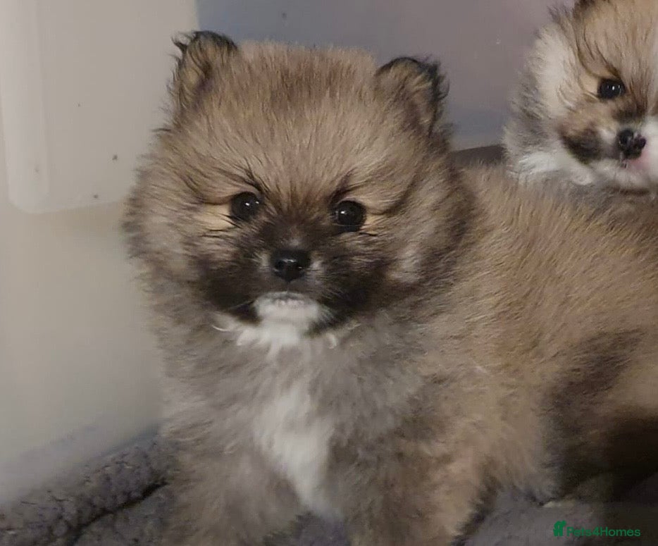 Pomeranian dogs BROWN, BLACK AND WHITE MIX BOY  - Advert 3