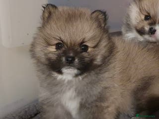 Pomeranian dogs BROWN, BLACK AND WHITE MIX BOY - Advert 5