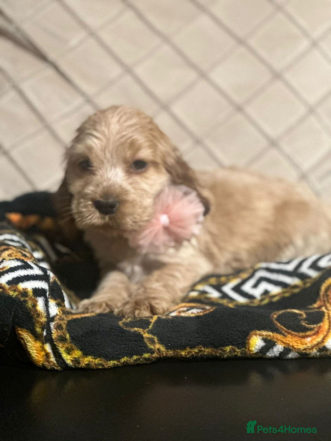 Cocker Spaniel dogs for sale: 🌟STUNNING SHOW COCKER SPANIEL BABIES🌟1 Boy left  - Advert 1