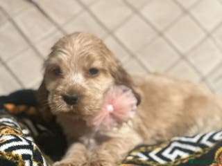 Cocker Spaniel dogs 🌟STUNNING SHOW COCKER SPANIEL BABIES🌟1 Boy left - Advert 11