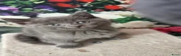 Mixed Breed cats for sale: Beautiful mixed breed kittens.  - Advert 25