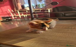 Mixed Breed cats for sale: 8 kittens for sale  - Image 7
