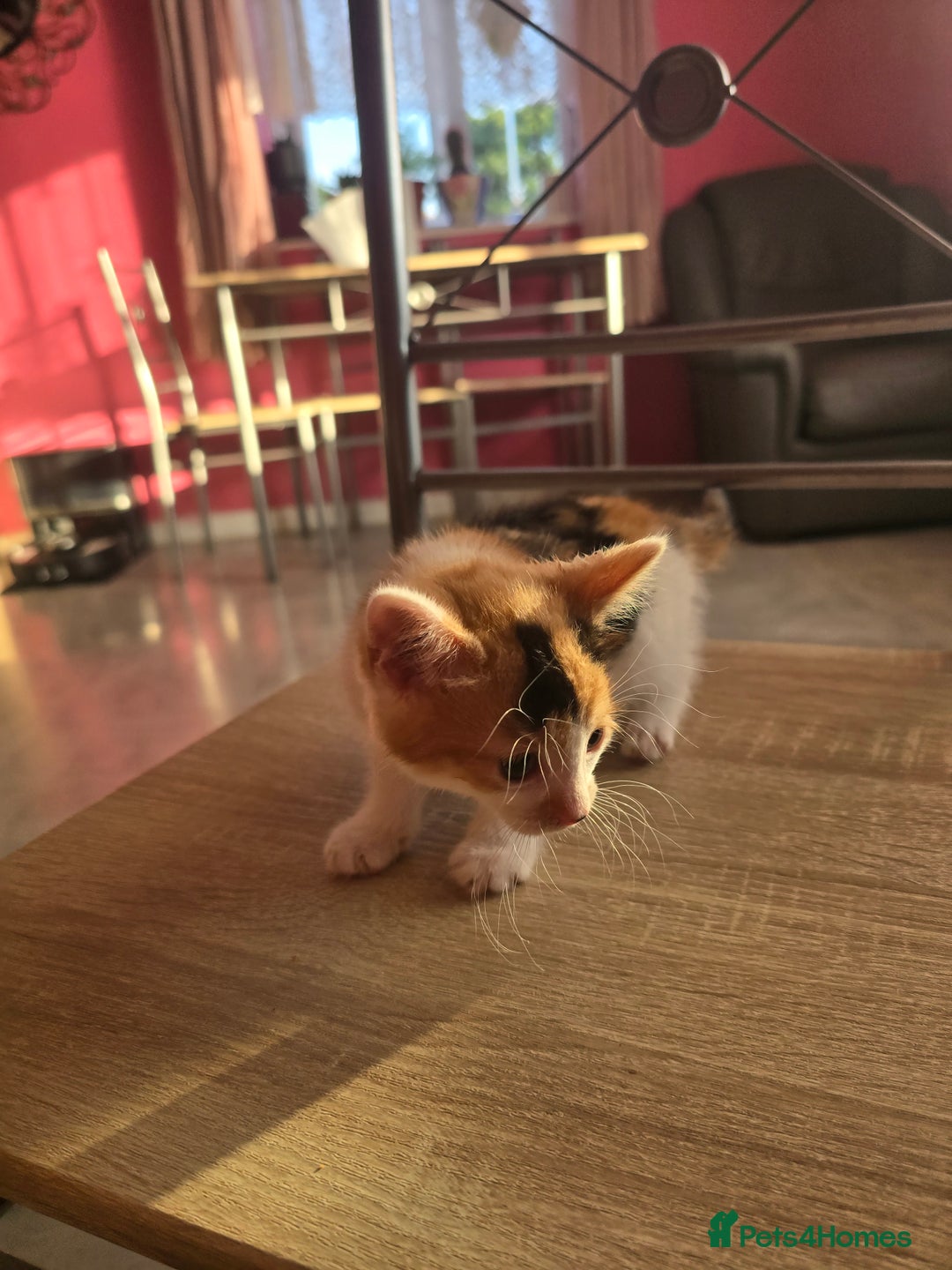 Mixed Breed cats for sale: 8 kittens for sale  - Image 7