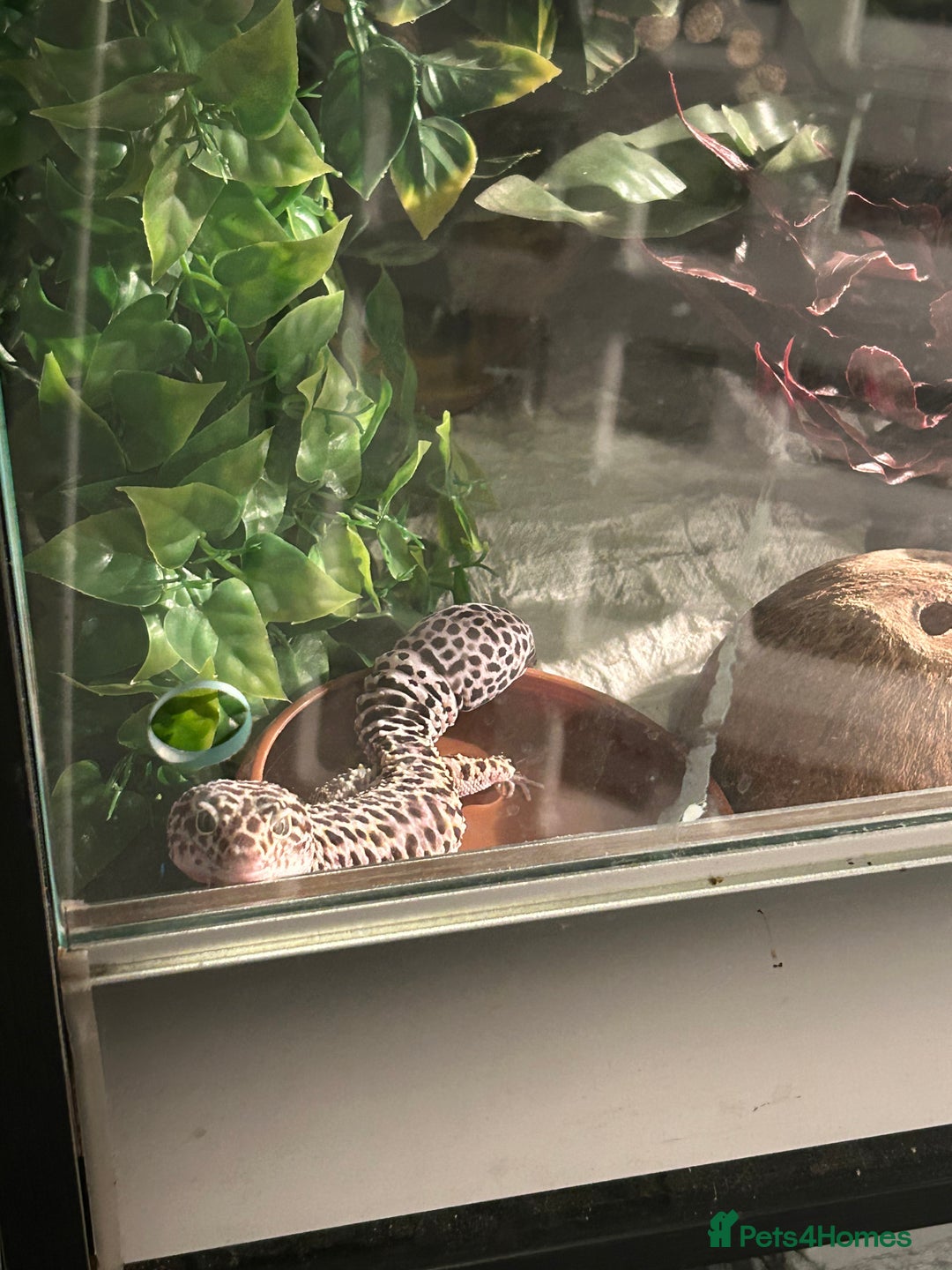Leopard Gecko reptiles for sale: Male snow Mack leopard gecko  - Image 2