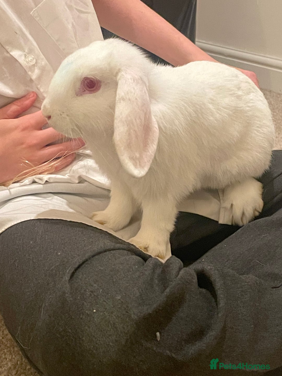 French Lop rabbits for sale: 4 x mixed breed lop bunnies 2 x albino REW 2 x not - Image 16