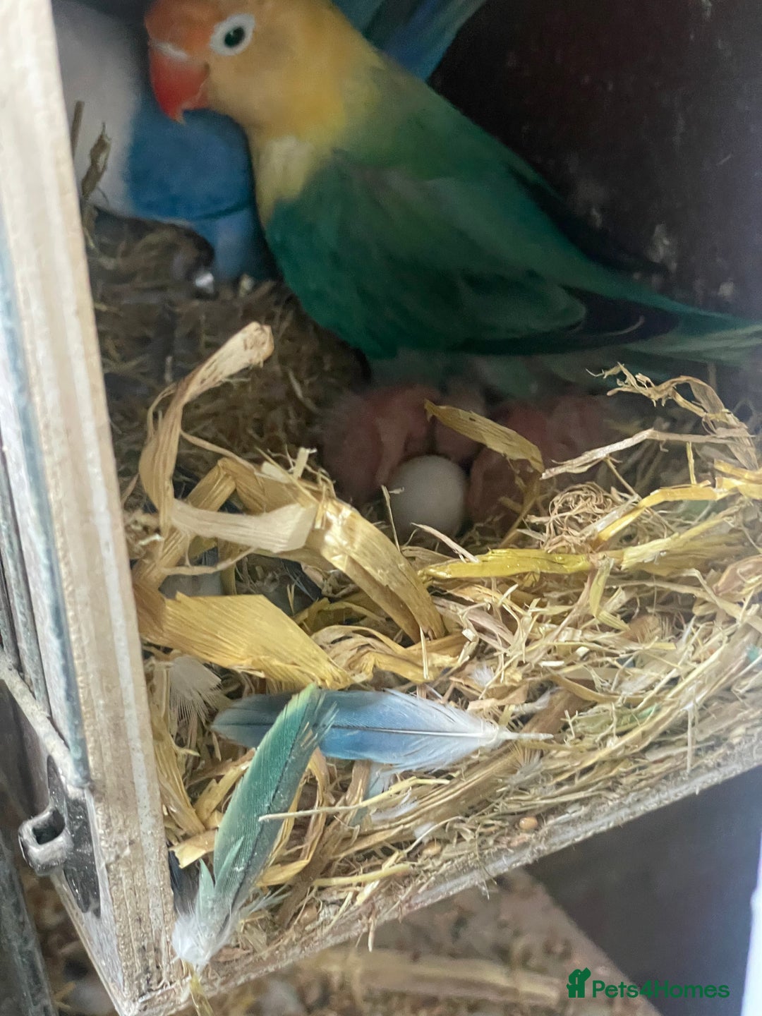 Lovebirds birds for sale: Love Bird breeding pair in London - Image 1