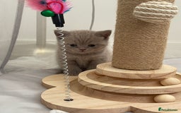 British Shorthair cats for sale: GCCF registered Champion bloodline BSH kittens - Image 20