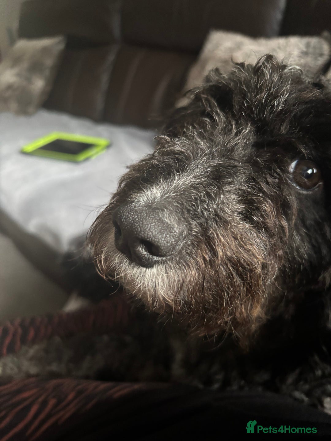 Mixed Breed dogs for sale: ✨ 2 Labradoodle x Australian Labradoodle Puppies  - Image 7