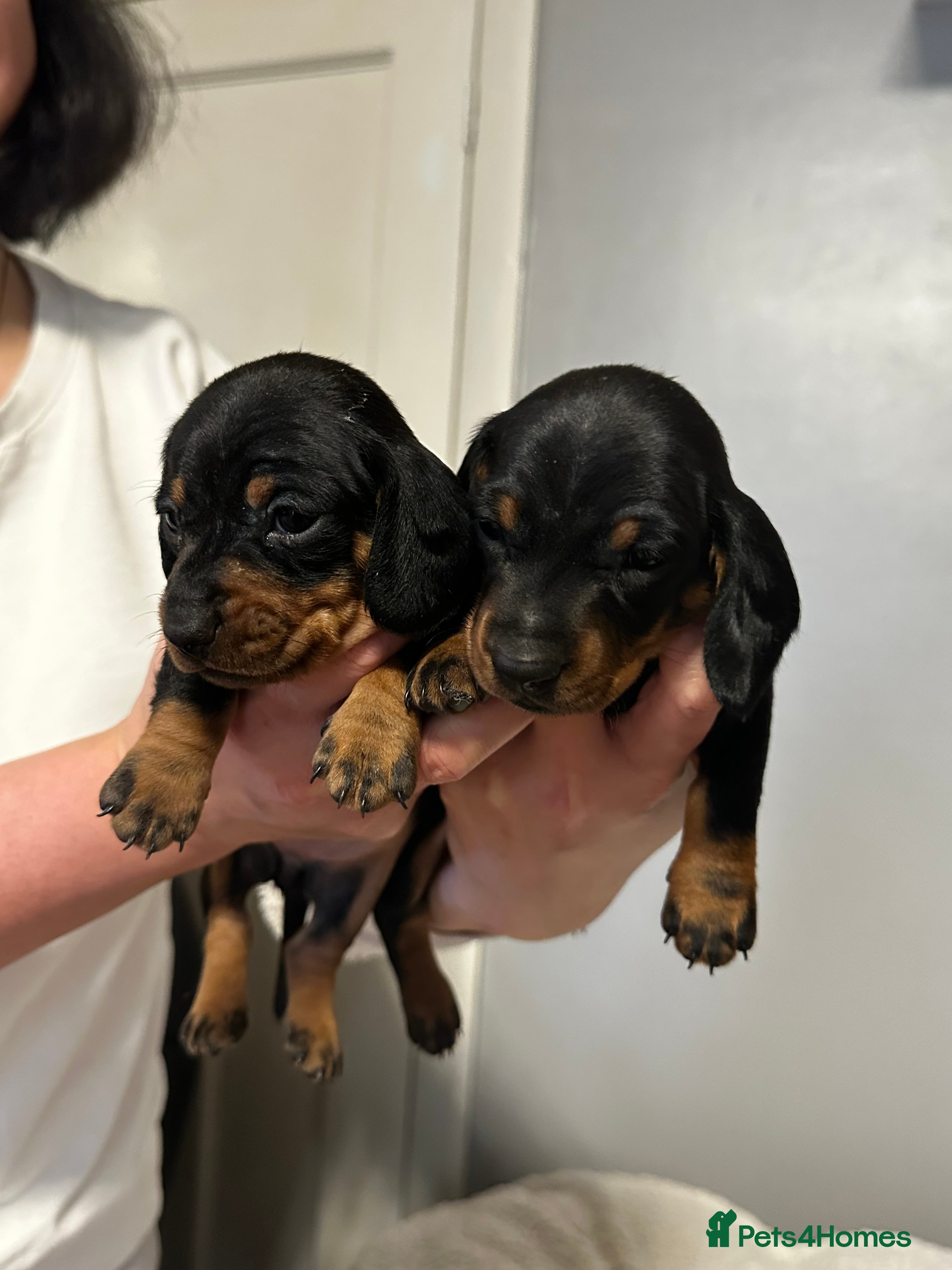 Miniature Dachshund dogs only 2 left!! sweet mini dachshund babies - Advert 8