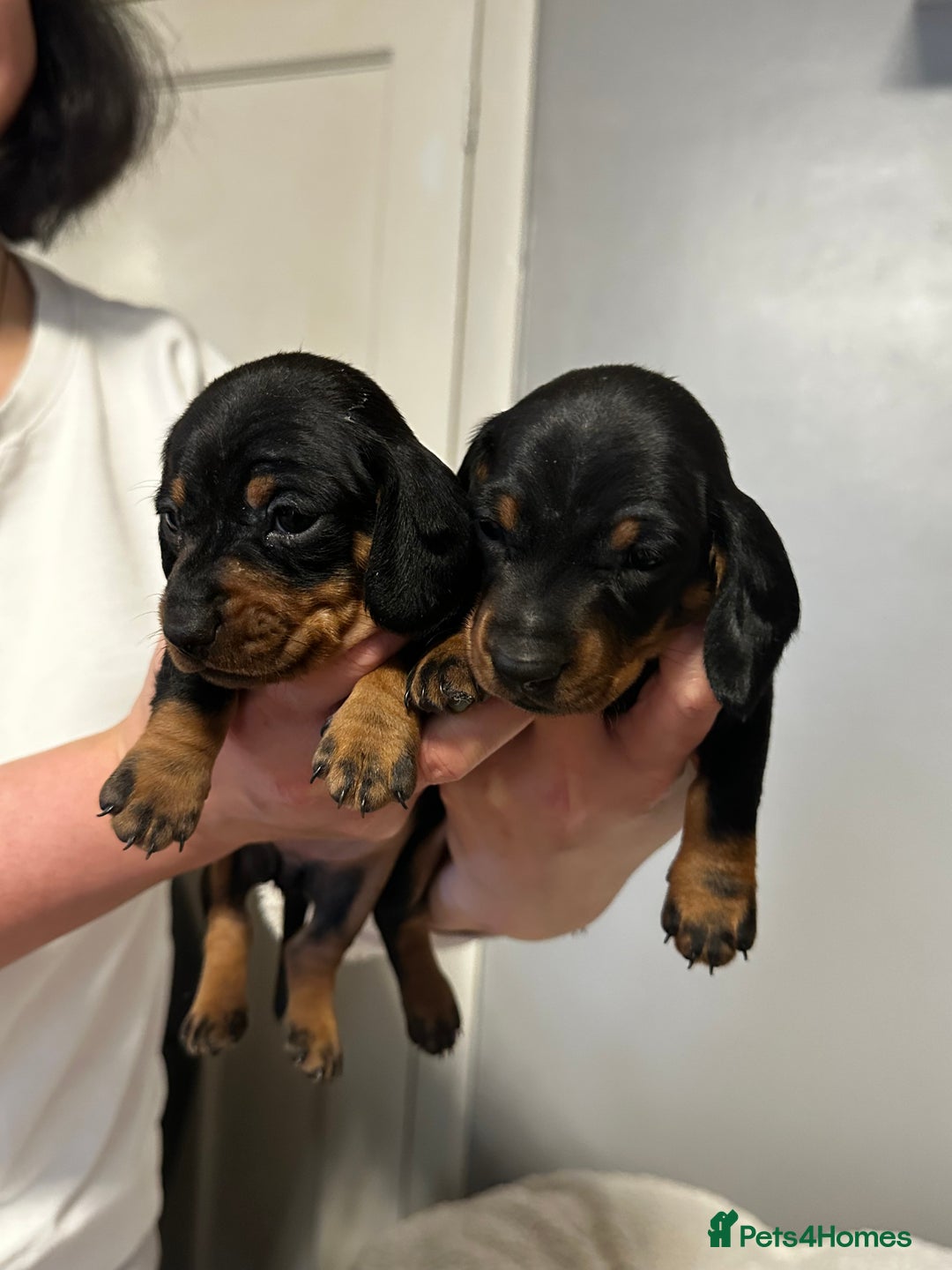 Miniature Dachshund dogs for sale: sweet mini dachshund babies - Advert 6