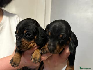 Miniature Dachshund dogs only 1 left!! sweet mini dachshund babies - Advert 19