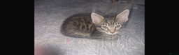 Savannah cats for sale: Savannah Cross Kittens - Advert 9