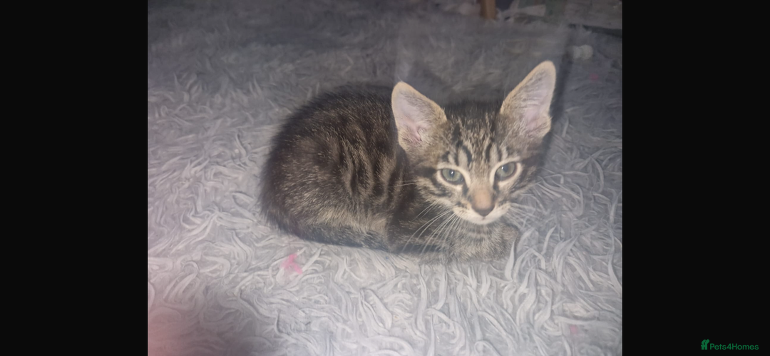 Savannah cats for sale: Savannah Cross Kittens - Advert 9