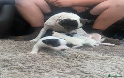 Jack Russell dogs for sale: Jack Russell pups  - Image 9