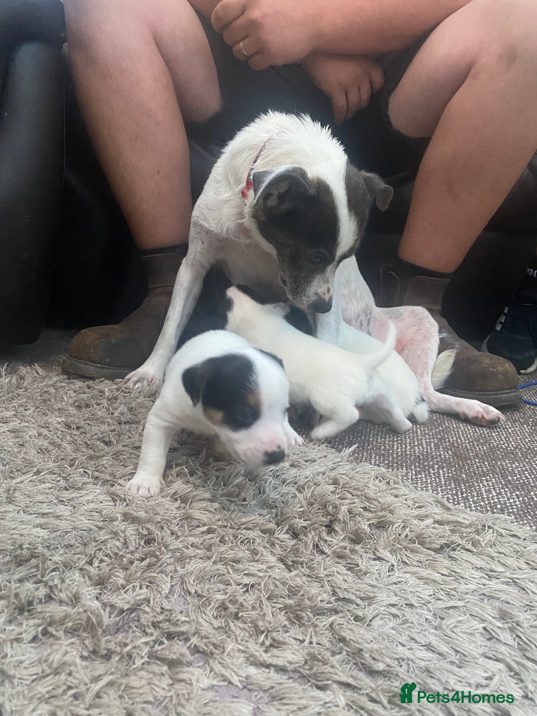 Jack Russell dogs for sale: Jack Russell pups  - Image 9