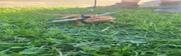 Bearded Dragon reptiles for sale: Stunning red bearded dragon with enclosure - Advert 4