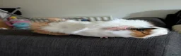 Guinea Pig rodents for sale: Male Guinea pig in Manchester - Advert 1
