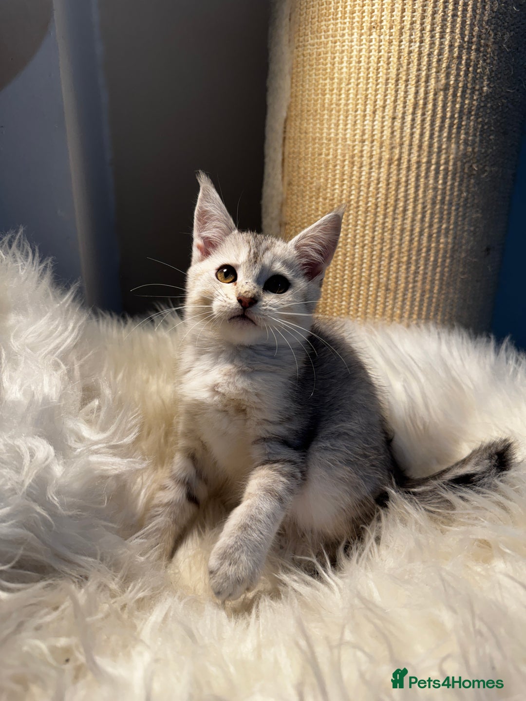 Maine Coon cats for sale: Beautiful Maine coon Mixed Kittens  🏡 - Image 4