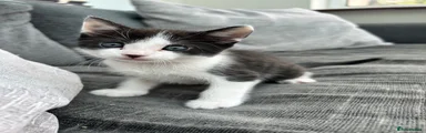 Sid 