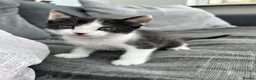 Mixed Breed cats for sale: Mixed breed kittens  - Advert 17