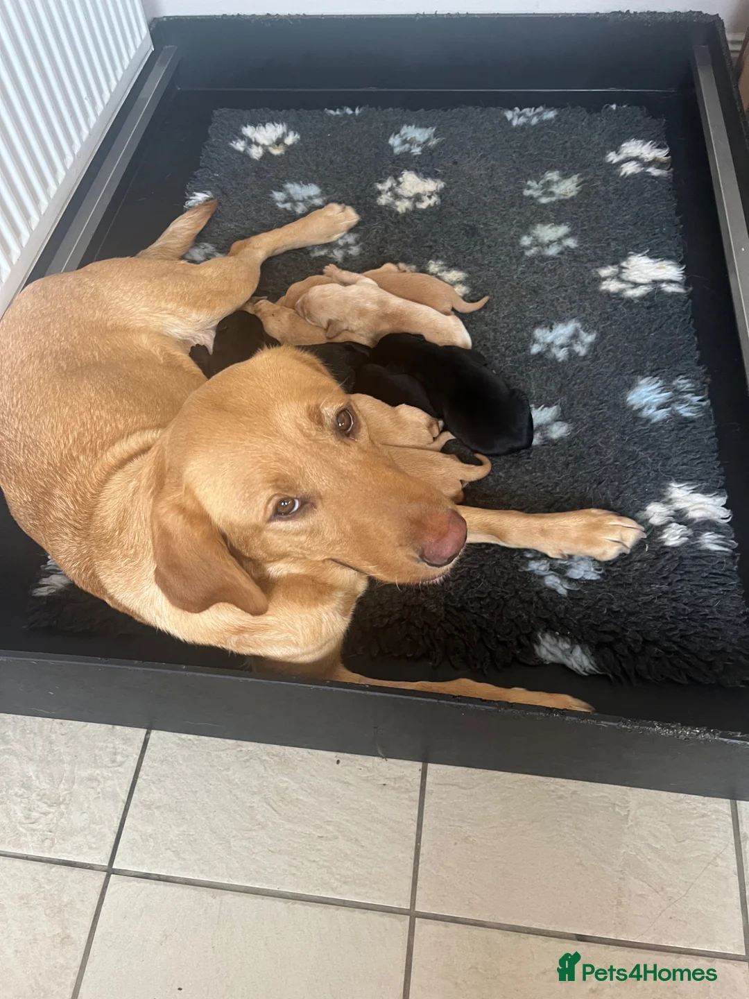 Labrador Retriever dogs for sale: Beautiful KC Reg Pups - Advert 1
