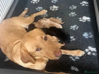 Labrador Retriever dogs Beautiful KC Reg Pups - Advert 10