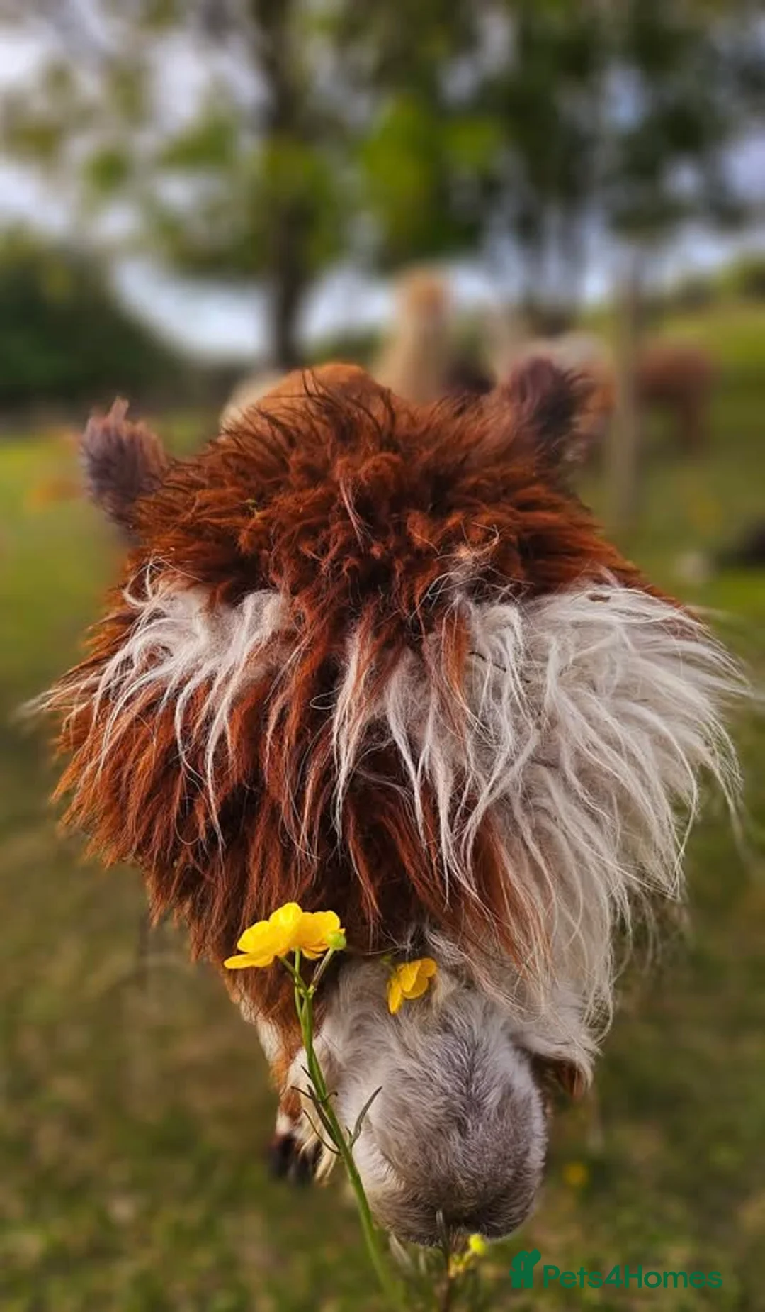 Alpaca livestock for sale: Four super BAS registered females for sale - Advert 10