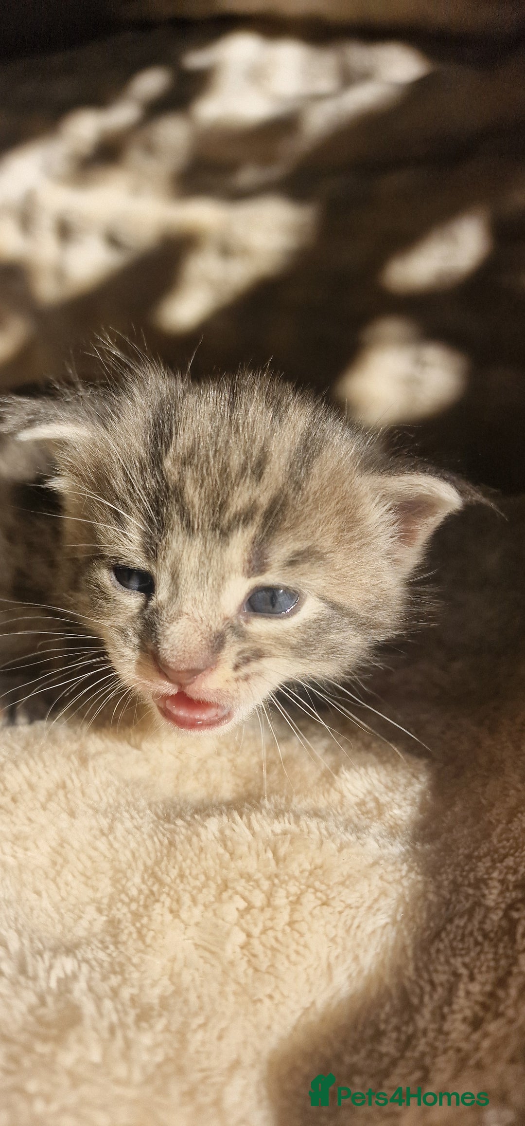 Maine Coon cats for sale: Maine Coon Kittens  - Advert 17