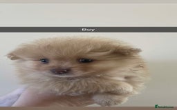 Pomeranian dogs for sale: Pomeranian puppy’s  - Image 11