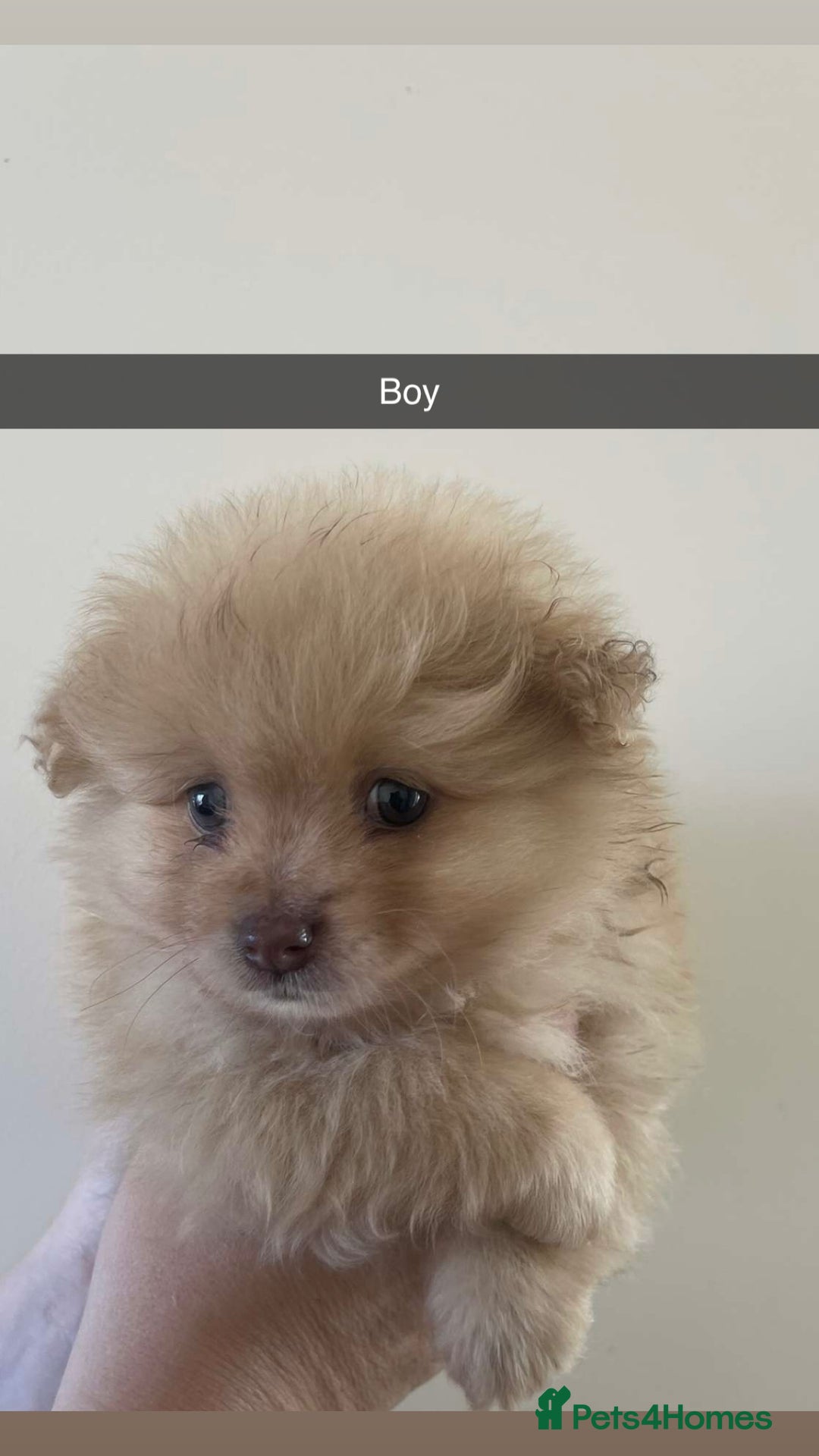 Pomeranian dogs for sale: Pomeranian puppy’s  - Image 11