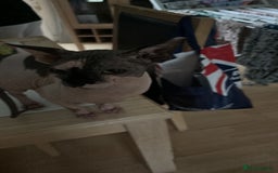 Sphynx cats for sale: 4 year old male sphynx  - Image 2
